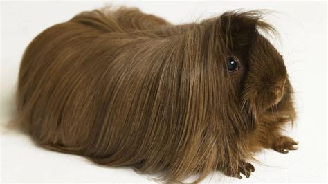 The Ultimate Guide To Guinea Pig Breeds Markings And Colors