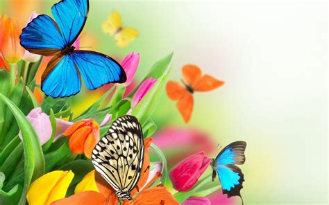 Butterfly Abstract Colorful Hd Abstract 4k Wallpapers Images Reverasite