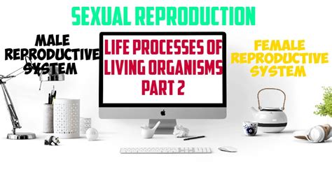 10th Sci Sexual Reproduction In Human Beings Male Reproductive System And Female Reproductive