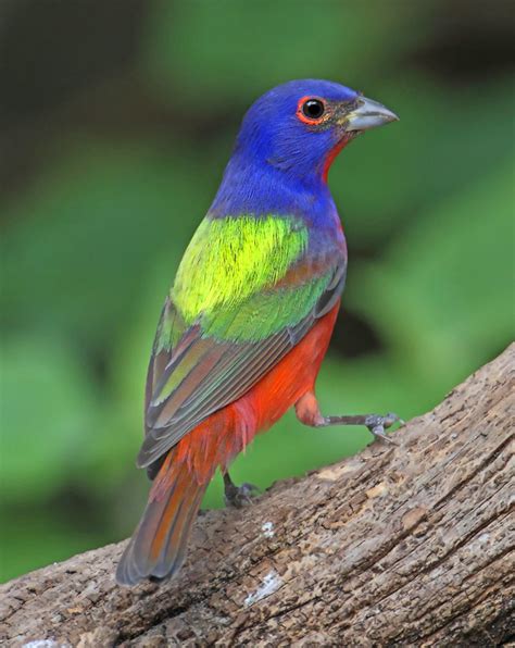 Painted Buntings Natures Color Wheels Community Blogs