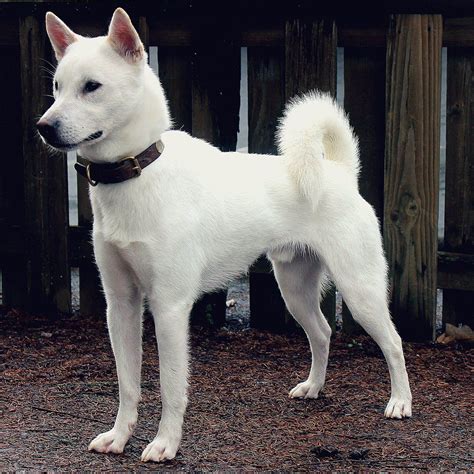 Kishu Ken Dog Breed Information Jindo Dog Japanese Dogs Big Dog