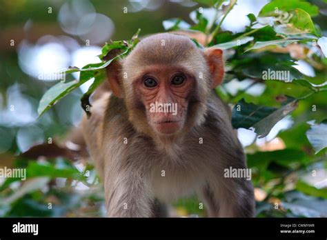 Baby Monkey Looking At Camera Stock Photo Alamy