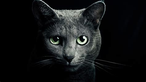 Check spelling or type a new query. Cool Cat Backgrounds ·① WallpaperTag