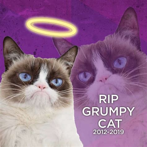 25 Best Rip Grumpy Cat Memes Memevilla Grumpy Cat Meme Funny