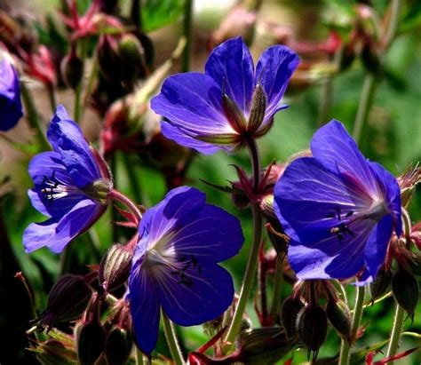Hardy Perennial Geranium Pratense Sky True Blue Flowers 10 Etsy