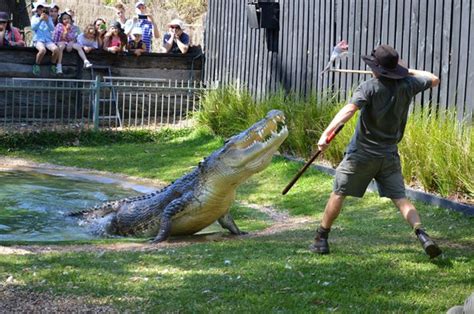 Australian Reptile Park Top Tours And Tips