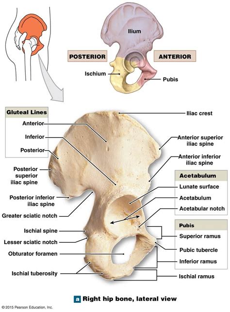 The Ischium Of The Right Coxal Bone Anatomy Bones Human Skeleton