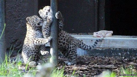 Two Rare Amur Leopards Born At Twycross Zoo In Leicestershire Bbc News