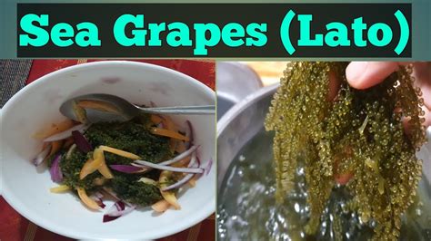 How To Prepare Sea Grapeslato Seaweed Salad Leozelschannel Youtube