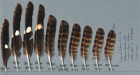 Www.lennertpiltz.de der ziegenmelker, einer mit der heimlichsten vögel der lausitz. Flecken-Nachtschwalbe (Caprimulgus tristigma ...