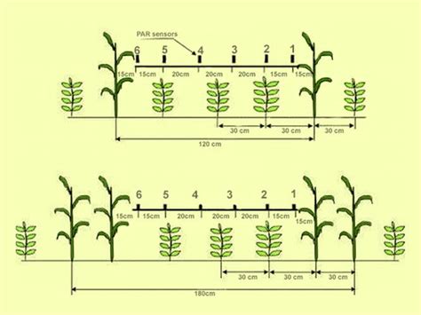 Which One Is An Example Of Parallel Cropping A Potato Class 12 Biology Cbse