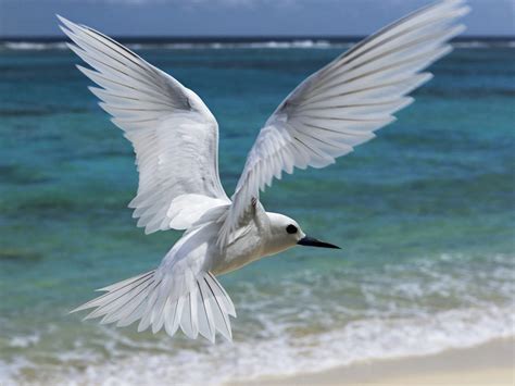 White Birds Wallpapers Entertainment Only