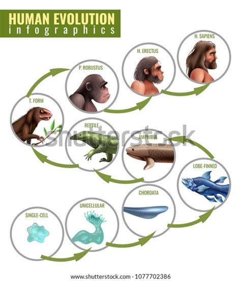 Stages of human evolution pictures. Human Evolution Infographics Development Stages Single ...