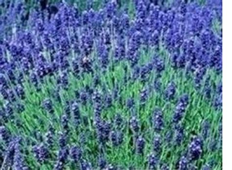 Top 4 Lavender Hidcote Plug Plants Uk Outdoor Flowers Metisce