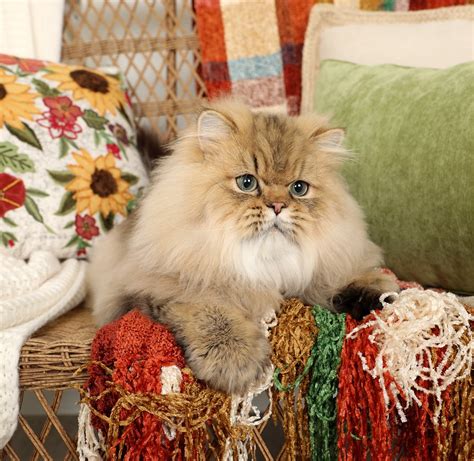 Gorgeous, friendly persian kittens for sale in london. 2018 Sold Kittens | Past Kittens | Peek In The ...
