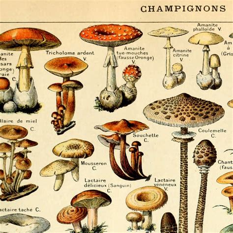 Meishe Art Vintage Poster Print Mushrooms Champignons Identification