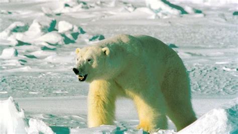 man killed by polar bear on norway s arctic svalbard islands