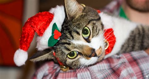 How To Safely Include Your Pets in Your Holiday Festivities - Dr. Basko ...