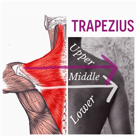 The trapezius has three functional parts: The Hip Joint: Trapezius