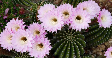 Cuidado Del Cactus Echinopsis Aprende A Cultivar Plantas De Cactus