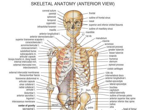 Pin By Mapuana Tector On Write Body Bones Human Body Anatomy