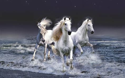 Windows 8 Hd Wallpapers Horses Hd Wallpapers