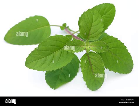 Tulsi Leaf High Resolution Stock Photography And Images Alamy