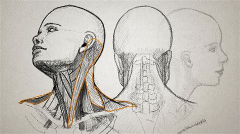 Drawing The Human Head Pluralsight