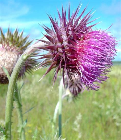 Musk Thistle Carduus Nutans Naturescape Wildflower Farm