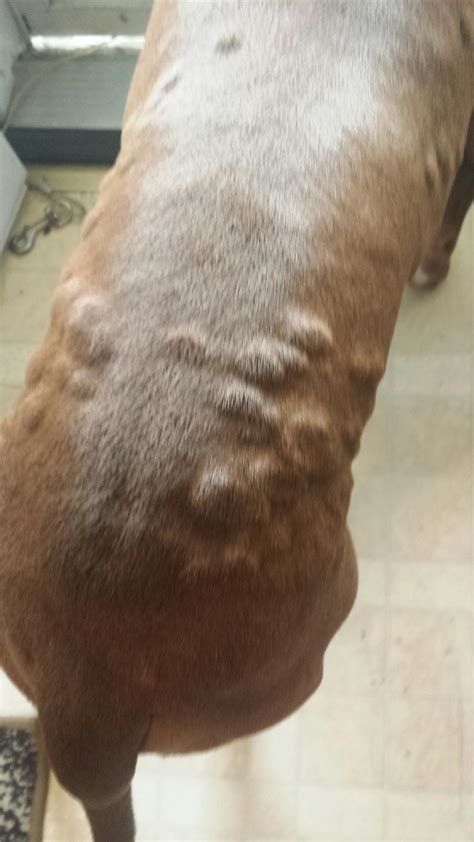 Skin Bumps On Dogs Back