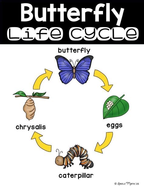 The Life Cycle Of A Butterfly And Other Animals In A Circle With Text