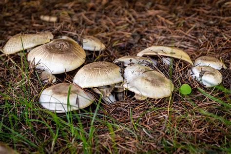 Hidden Mushrooms Under The Pine Tree Spikes Stock Photo Image Of Park
