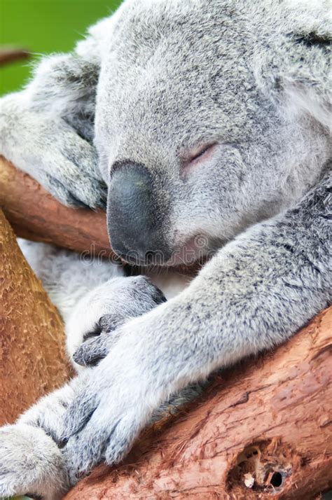 Adorable Koala Bear Taking A Nap Sleeping Stock Photo