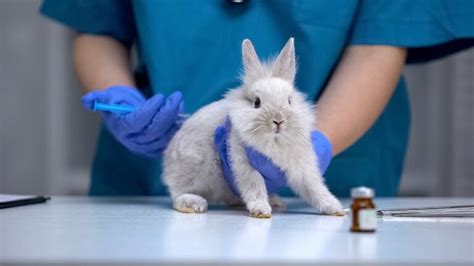 We Asked Ai Whether It Could End Animal Testing For Good Heres What