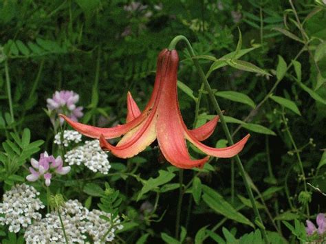 Wildflower Canada Lily Lilium Canadense Montour Trail