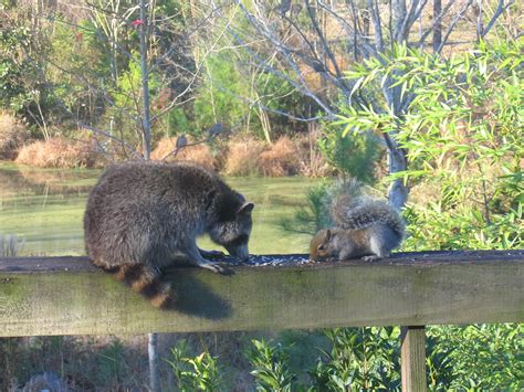 Raccoon And Squirrel Friends Mk Ramm Flickr