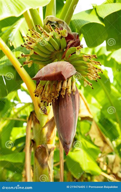 Banana Flower Banana Blossom Close Up Stock Image Image Of Healthy