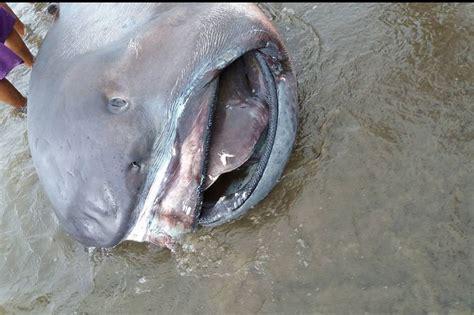 Look Megamouth Shark Found Dead In Southern Leyte Abs Cbn News