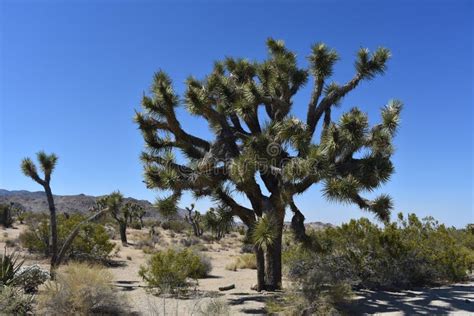 Joshua Trees Growing In California S Mojave Desert Stock Photo Image
