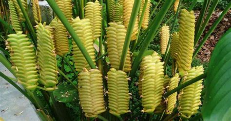 Hardy as they are, rattlesnake houseplants are not immune to the ravages of time or the changing brown leaf tips: Calathea Plant Care: Learn Tips On Growing Calathea Plants