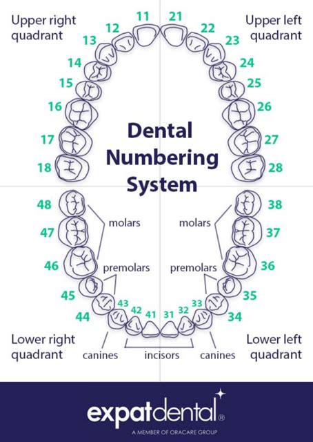 Dental Numbering System Download Printable Pdf Templateroller