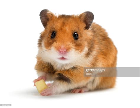 Brown And White Hamster Eating Cheese On White Background High Res