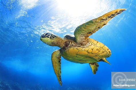 Hawaiian Green Sea Turtle Chelonia Stock Photo