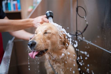 Tips On Giving The Best Spa Day To Your Pet Beverly Hills Veterinary