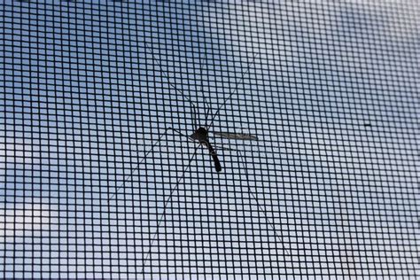 Mosquito On The Window Photo Stock Photo Image Of Epidemic Raid