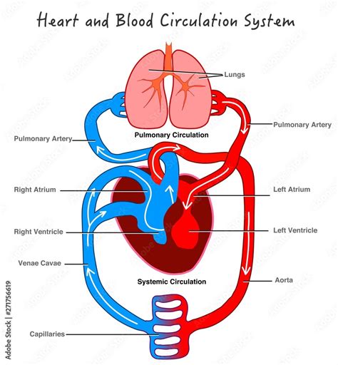 Blood Circulatory System Stylized Heart Anatomy Diagram Human