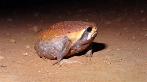 Mozambique Rain Frog From Nsanje Malawi On August 29 2019 At 0145 Am