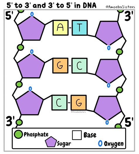 We would like to show you a description here but the site won't allow us. 5' to 3' and 3' to 5' in DNA? Explained in a GIF by The ...
