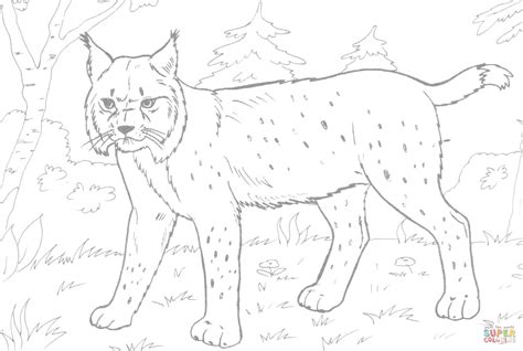 Lynx In The Forest Coloring Page Free Printable Coloring Pages