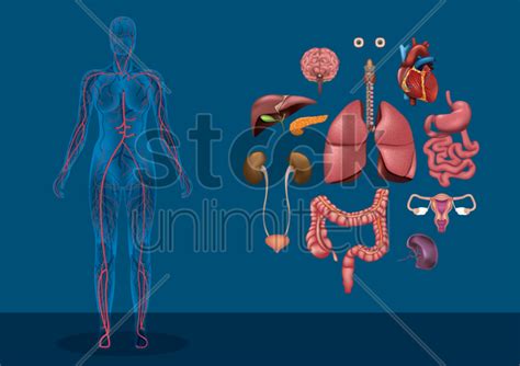 Female Human Body With Organs Vector Image 1590170 Stockunlimited